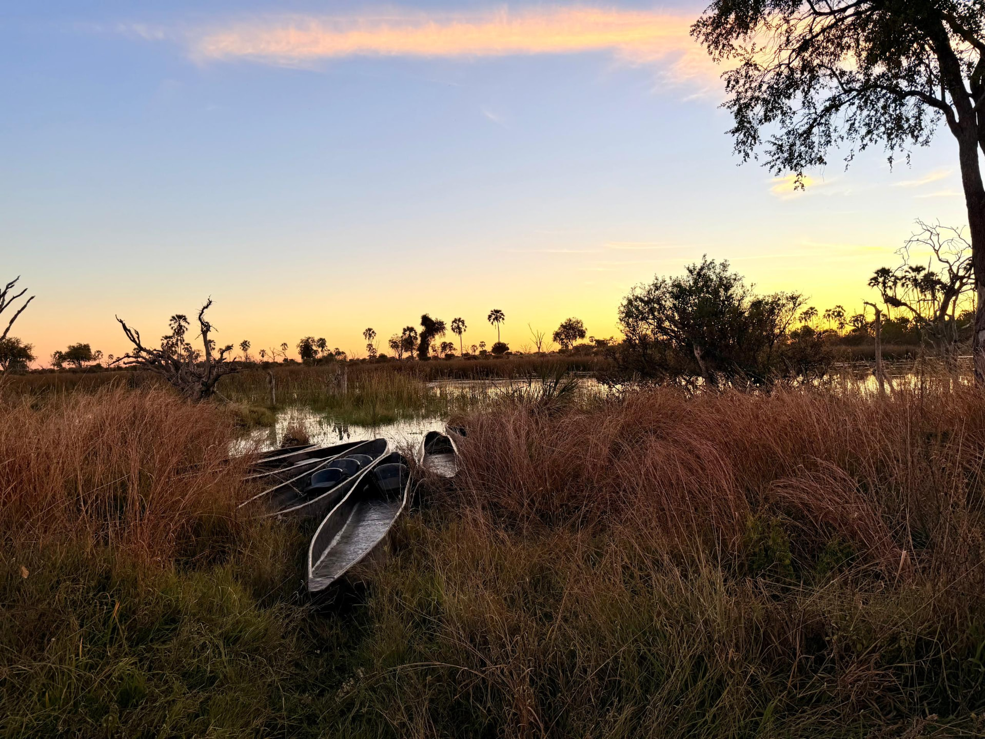 Mokoro dugout canoes resting in the Okavango Delta at sunset