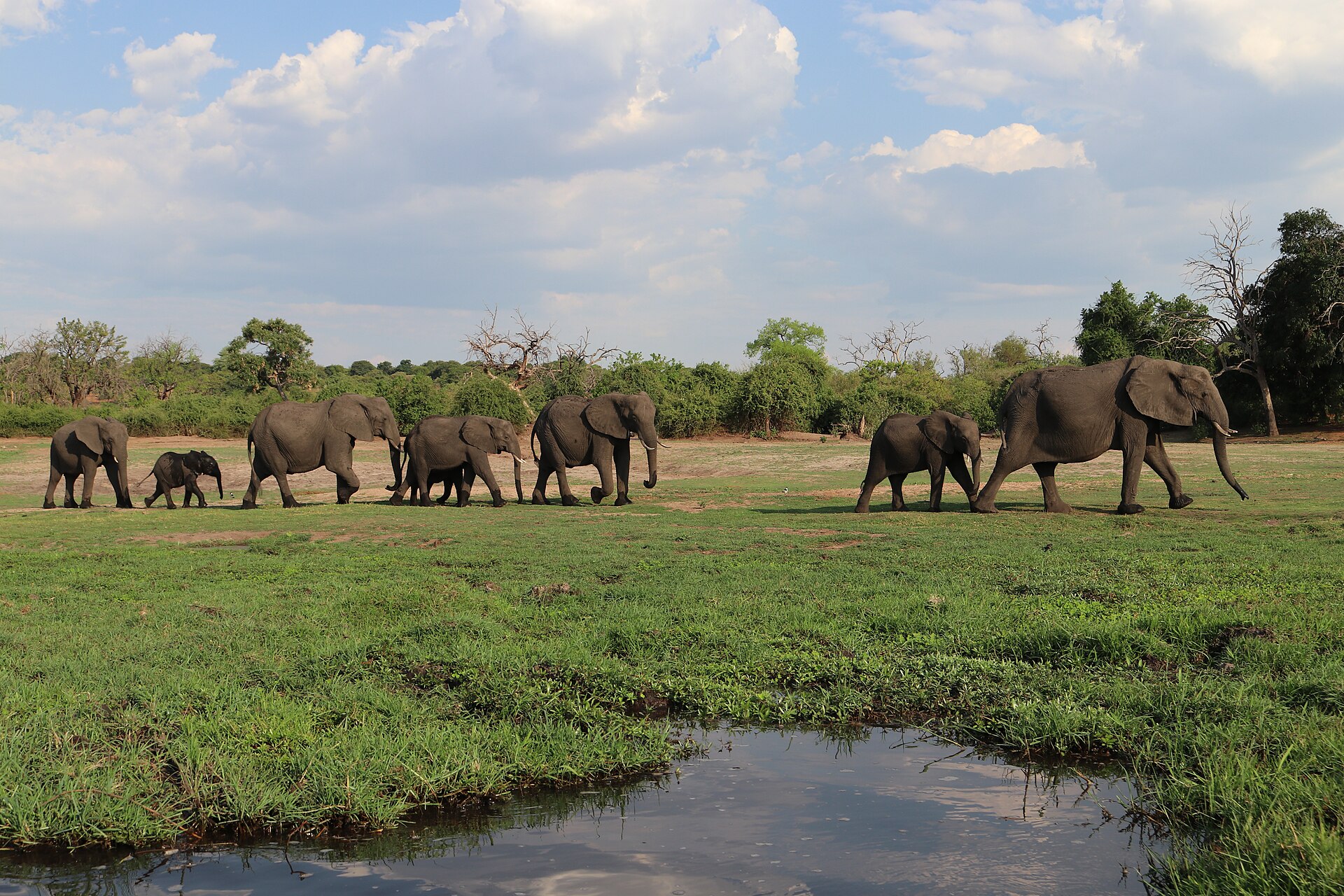 Elephant herd walking along the Chobe River floodplain